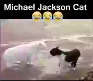 Michael Jackson Cat Dance