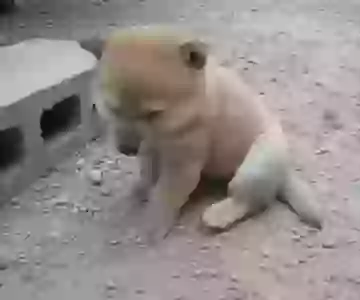 Ek Ladki Kya Bana Leti Hai Funny Whatsapp Status