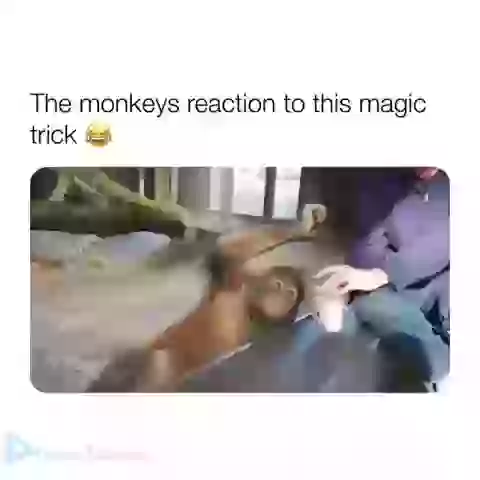 Monkey Reaction To Magic Amazing Video Must Watch