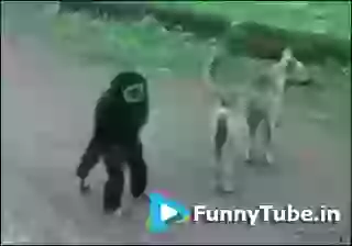 Monkey Teasing Dog Funny GIF