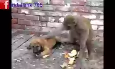 Monkey teasing Dog
