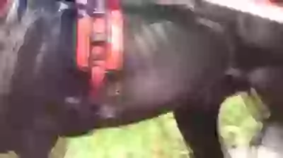 Muscular Horse Enjoying The Trip