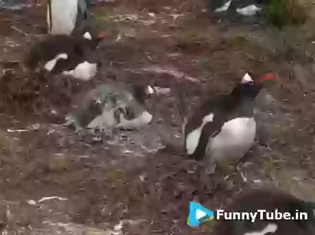 No Scope For Shit Funny GIF