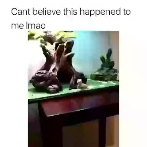 OMG Cant Believe This Interesting Status Video