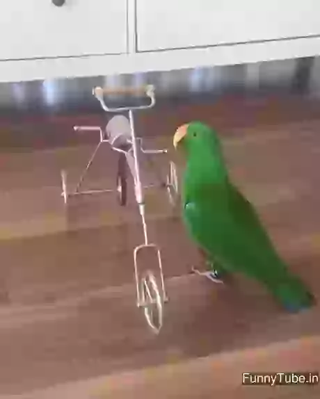 Parrot riding Tricycle WOW Video
