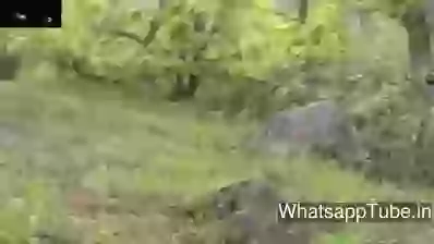 Perfect Trained Militias Perfect Shot