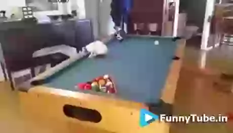 Pool Of Cat So Funny GIF