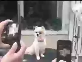 Puppy likes photoshoot