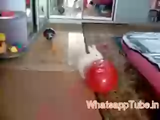 Rabbit playing with ballon