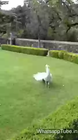 Real white peacock very beautiful