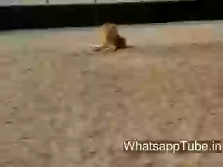 Romance With Lion In Dubai