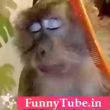 Sajna Hai Mujhe Sajana K Liye Funny Monkey