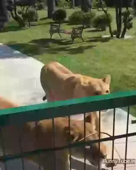 Seeing her lioness friends after long time