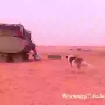 Sheku Ka Badtamiz Doggi