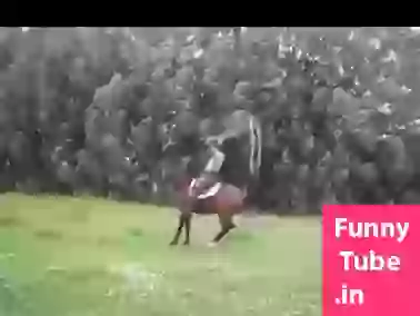 Skipping Along With Horse Its Amazing Whatsapp Video