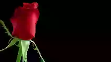 Special Rose For You Video