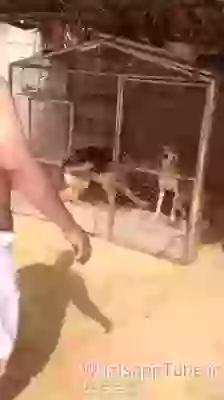 Takklu Annoying Dogs