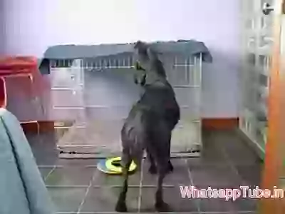 Talented Dog