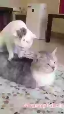 The Billi Massage Parlor