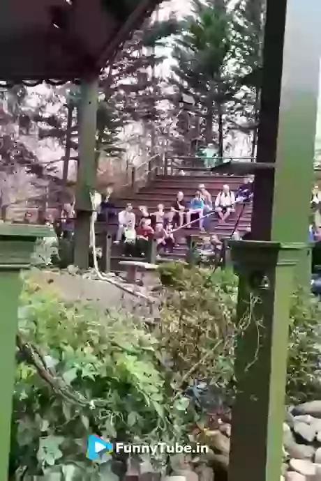 The Magical Animal Show Have You Seen It