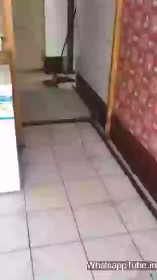 The Real Tom And Jerry Video Ever