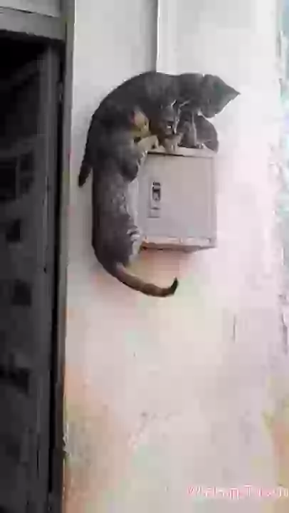 The ultimate opportunist