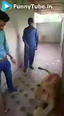 This is lion not the dog dude