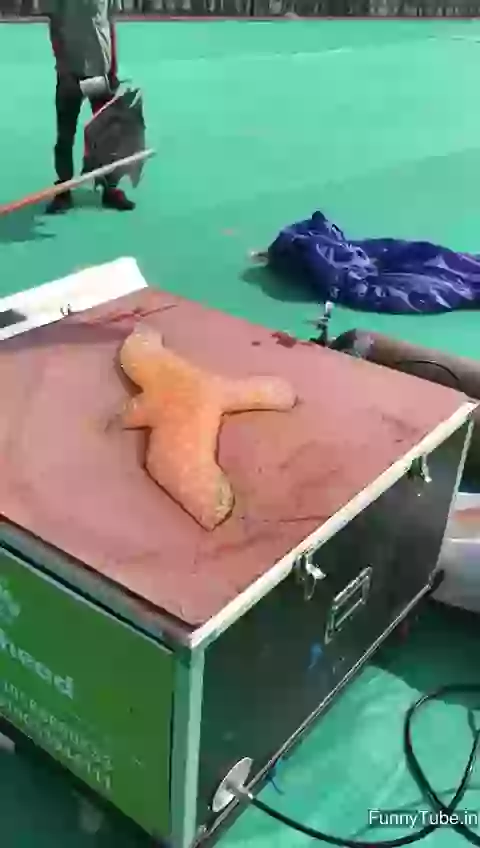 Uttrayan Special Amazing Bubble Kites