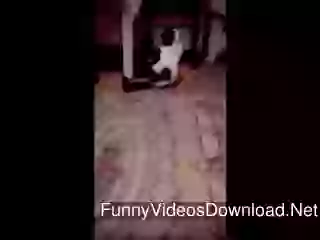 VERY FUNNY AND SWEET CAT