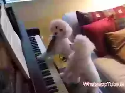 Very Funny Puppy Playing Piano