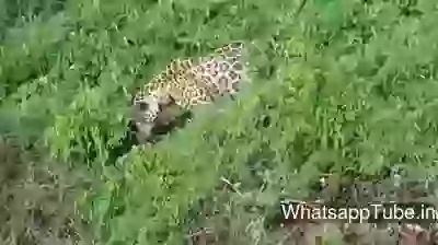 Very Rare Video Lampard Killing Gator