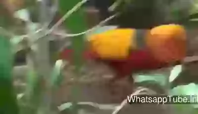 Watch The Unseen Bird