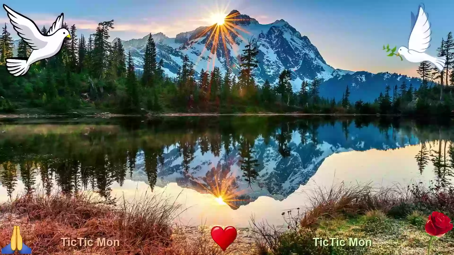 Whatsapp videos good morning