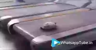 Who Said Tortoise Cant Run