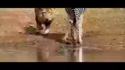 World Is Happy When All Vegetarian