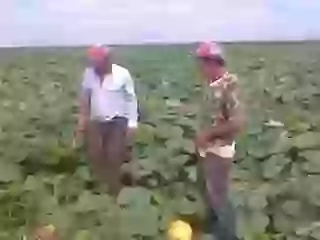 Wow this is amazing agriculture