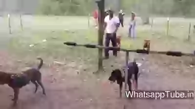 Ye Dekho Bahadur Ka Beta