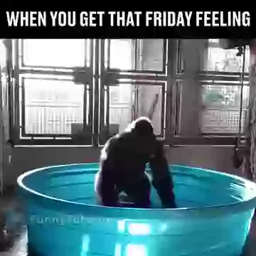 Ye Hai Friday Wala Feeling Funny Good Morning Status