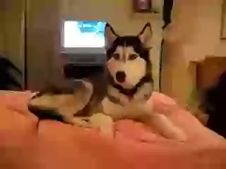 Dog Saying i love you