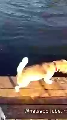 issi Liye Ye Wafadar Hai